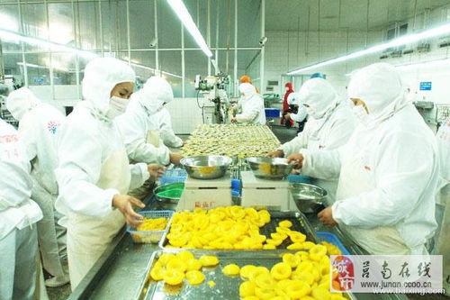 食品厂高效生产 直招车间工人与技术培训之旅